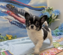 チワワ