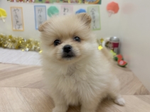 ポメラニアン