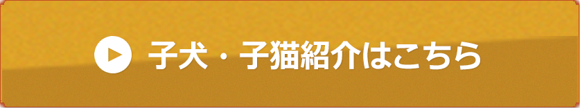 子犬・子猫紹介はこちら